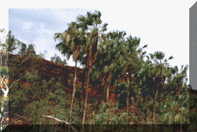 PalmValley